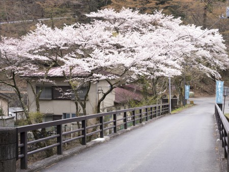 四万温泉　桜